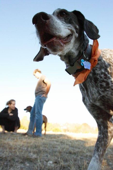 Portraits of the Terranova family, including Meredith, Paul, Daisy, and Flyer.
Filename: SRM_20081207_15302462.jpg
Aperture: f/5.6
Shutter Speed: 1/800
Body: Canon EOS-1D Mark II
Lens: Canon EF 16-35mm f/2.8 L
