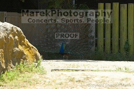 Visit to San Francisco Zoo.

Filename: srm_20050529_170204_6_std.jpg
Aperture: f/5.6
Shutter Speed: 1/250
Body: Canon EOS 20D
Lens: Canon EF 80-200mm f/2.8 L