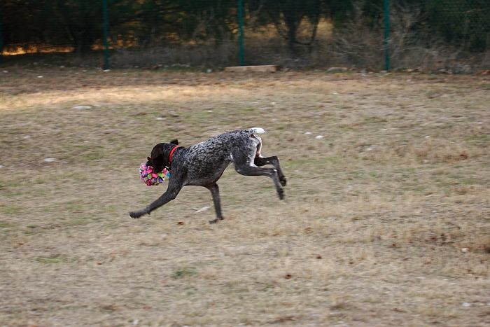 Flyer Terranova running around Floral Park in an attempt to become Austin's fittest dog (for Austin Fit Magazine) on Sunday, January 18, 2009.
Filename: SRM_20090118_16533421.JPG
Aperture: f/5.6
Shutter Speed: 1/160
Body: Canon EOS-1D Mark II
Lens: Canon EF 100-400mm f/4.5-5.6 L IS USM