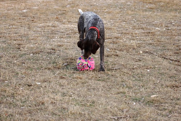 Flyer Terranova running around Floral Park in an attempt to become Austin's fittest dog (for Austin Fit Magazine) on Sunday, January 18, 2009.

Filename: SRM_20090118_16533922.JPG
Aperture: f/5.6
Shutter Speed: 1/160
Body: Canon EOS-1D Mark II
Lens: Canon EF 100-400mm f/4.5-5.6 L IS USM