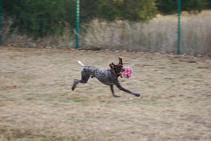 Flyer Terranova running around Floral Park in an attempt to become Austin's fittest dog (for Austin Fit Magazine) on Sunday, January 18, 2009.
Filename: SRM_20090118_16540232.JPG
Aperture: f/5.6
Shutter Speed: 1/125
Body: Canon EOS-1D Mark II
Lens: Canon EF 100-400mm f/4.5-5.6 L IS USM
