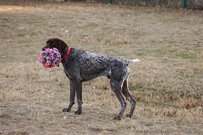 Flyer Terranova running around Floral Park in an attempt to become Austin's fittest dog (for Austin Fit Magazine) on Sunday, January 18, 2009.
Filename: SRM_20090118_16540635.JPG
Aperture: f/5.6
Shutter Speed: 1/125
Body: Canon EOS-1D Mark II
Lens: Canon EF 100-400mm f/4.5-5.6 L IS USM