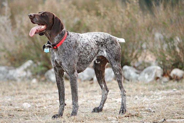 Flyer Terranova running around Floral Park in an attempt to become Austin's fittest dog (for Austin Fit Magazine) on Sunday, January 18, 2009.
Filename: SRM_20090118_17052910.JPG
Aperture: f/2.8
Shutter Speed: 1/500
Body: Canon EOS-1D Mark II
Lens: Canon EF 300mm f/2.8 L IS