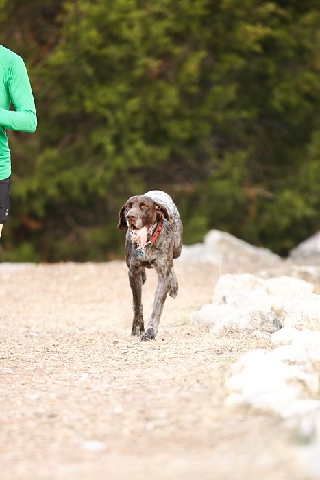 Flyer Terranova running around Floral Park in an attempt to become Austin's fittest dog (for Austin Fit Magazine) on Sunday, January 18, 2009.
Filename: SRM_20090118_17063211.JPG
Aperture: f/2.8
Shutter Speed: 1/400
Body: Canon EOS-1D Mark II
Lens: Canon EF 300mm f/2.8 L IS