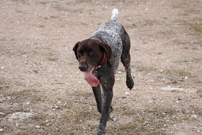 Flyer Terranova running around Floral Park in an attempt to become Austin's fittest dog (for Austin Fit Magazine) on Sunday, January 18, 2009.
Filename: SRM_20090118_17084127.JPG
Aperture: f/5.6
Shutter Speed: 1/250
Body: Canon EOS-1D Mark II
Lens: Canon EF 100-400mm f/4.5-5.6 L IS USM