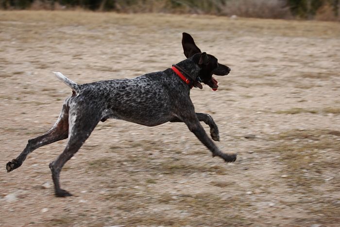 Flyer Terranova running around Floral Park in an attempt to become Austin's fittest dog (for Austin Fit Magazine) on Sunday, January 18, 2009.
Filename: SRM_20090118_17123943.JPG
Aperture: f/5.6
Shutter Speed: 1/320
Body: Canon EOS-1D Mark II
Lens: Canon EF 100-400mm f/4.5-5.6 L IS USM