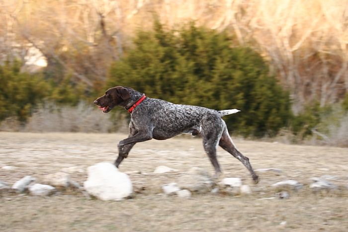 Flyer Terranova running around Floral Park in an attempt to become Austin's fittest dog (for Austin Fit Magazine) on Sunday, January 18, 2009.
Filename: SRM_20090118_17161855.JPG
Aperture: f/5.6
Shutter Speed: 1/160
Body: Canon EOS-1D Mark II
Lens: Canon EF 100-400mm f/4.5-5.6 L IS USM