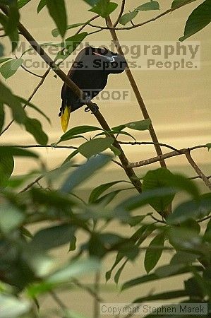 Visit to San Francisco Zoo.

Filename: srm_20050529_181220_0_std.jpg
Aperture: f/3.5
Shutter Speed: 1/400
Body: Canon EOS 20D
Lens: Canon EF 80-200mm f/2.8 L