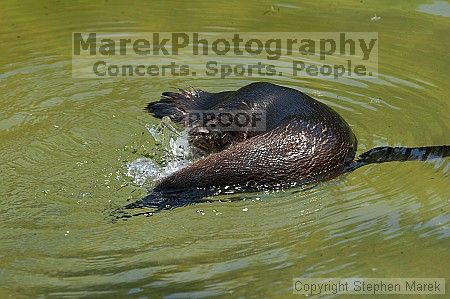 Penguins at the San Francisco Zoo.

Filename: srm_20050529_164858_7_std.jpg
Aperture: f/7.1
Shutter Speed: 1/400
Body: Canon EOS 20D
Lens: Canon EF 80-200mm f/2.8 L