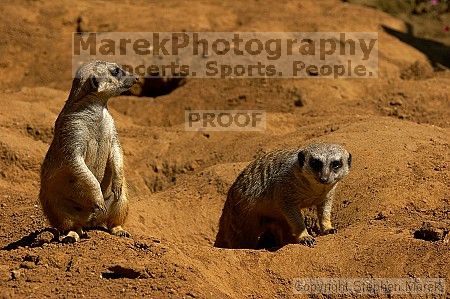 Meerkcats at the San Francisco Zoo.

Filename: srm_20050529_184840_0_std.jpg
Aperture: f/7.1
Shutter Speed: 1/1250
Body: Canon EOS 20D
Lens: Canon EF 80-200mm f/2.8 L