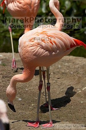Pink flamingos at the San Francisco Zoo.

Filename: srm_20050529_163106_9_std.jpg
Aperture: f/5.6
Shutter Speed: 1/1600
Body: Canon EOS 20D
Lens: Canon EF 80-200mm f/2.8 L