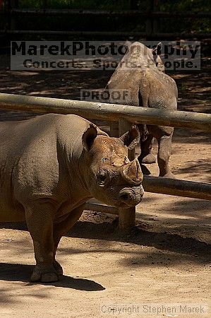 Rhinoceros at the San Francisco Zoo.

Filename: srm_20050529_172458_9_std.jpg
Aperture: f/5.6
Shutter Speed: 1/800
Body: Canon EOS 20D
Lens: Canon EF 80-200mm f/2.8 L