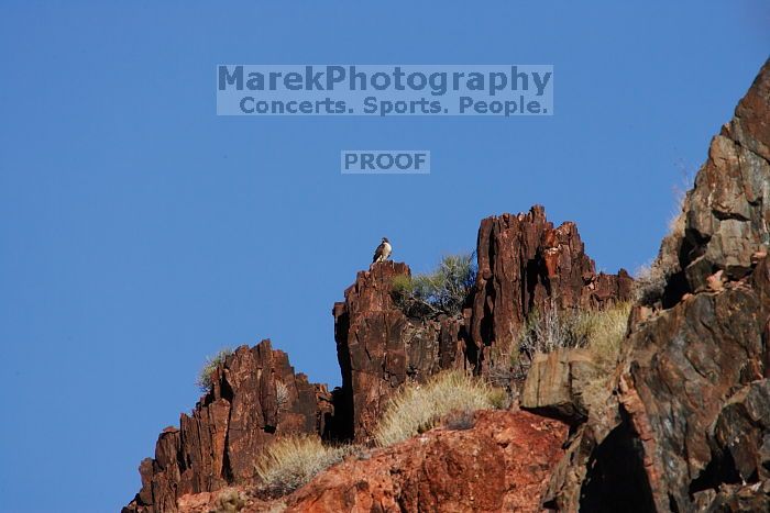 A large bird of prey (maybe an eagle) seen while hiking to the Phantom Ranch overlook, while backpacking the Grand Canyon with Beth, Friday, January 2, 2009.
Filename: SRM_20090102_14190064.JPG
Aperture: f/11.0
Shutter Speed: 1/1250
Body: Canon EOS-1D Mark II
Lens: Canon EF 100-400mm f/4.5-5.6 L IS USM w/ 1.4x II TC
