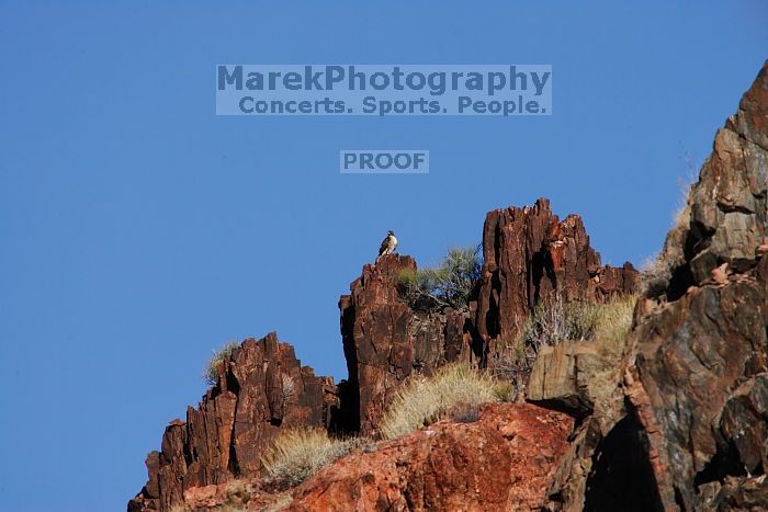 A large bird of prey (maybe an eagle) seen while hiking to the Phantom Ranch overlook, while backpacking the Grand Canyon with Beth, Friday, January 2, 2009.

Filename: SRM_20090102_14190065.JPG
Aperture: f/11.0
Shutter Speed: 1/1250
Body: Canon EOS-1D Mark II
Lens: Canon EF 100-400mm f/4.5-5.6 L IS USM w/ 1.4x II TC
