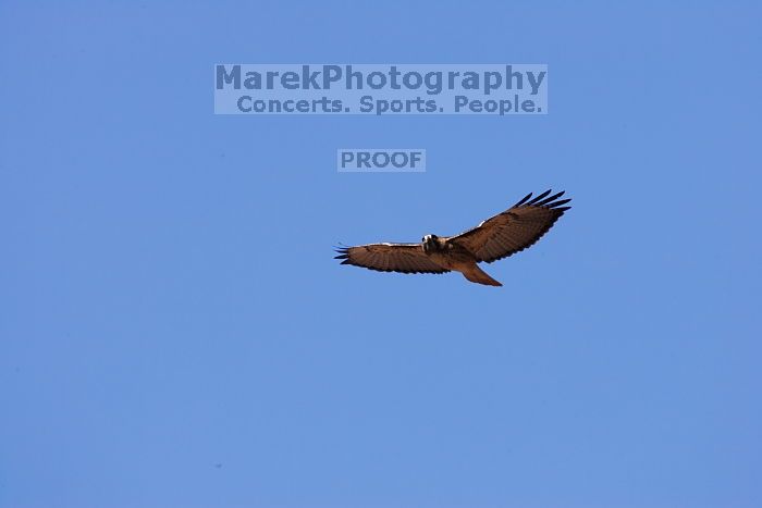 A large bird of prey (maybe an eagle) seen while hiking to the Phantom Ranch overlook, while backpacking the Grand Canyon with Beth, Friday, January 2, 2009.
Filename: SRM_20090102_14200973.JPG
Aperture: f/11.0
Shutter Speed: 1/500
Body: Canon EOS-1D Mark II
Lens: Canon EF 100-400mm f/4.5-5.6 L IS USM w/ 1.4x II TC