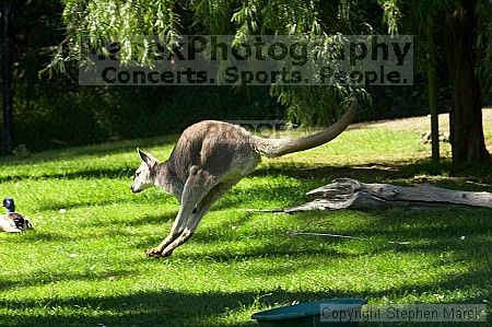 Kangaroo jumping at the San Francisco Zoo.

Filename: srm_20050529_182516_4_std.jpg
Aperture: f/7.1
Shutter Speed: 1/500
Body: Canon EOS 20D
Lens: Canon EF 80-200mm f/2.8 L
