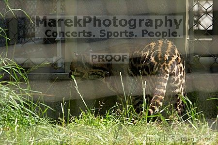 Visit to San Francisco Zoo.

Filename: srm_20050529_171608_0_std.jpg
Aperture: f/5.6
Shutter Speed: 1/320
Body: Canon EOS 20D
Lens: Canon EF 80-200mm f/2.8 L