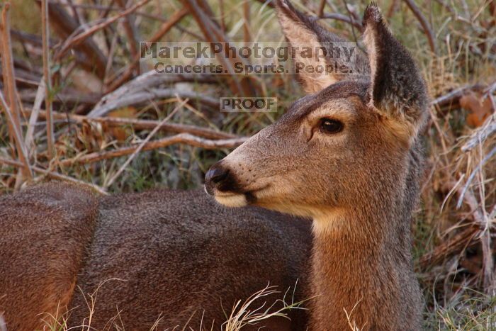 Mule deer, seen while backpacking the Grand Canyon with Beth, New Years 2009.
Filename: SRM_20090102_09563365.JPG
Aperture: f/8.0
Shutter Speed: 1/80
Body: Canon EOS-1D Mark II
Lens: Canon EF 100-400mm f/4.5-5.6 L IS USM w/ 1.4x II TC