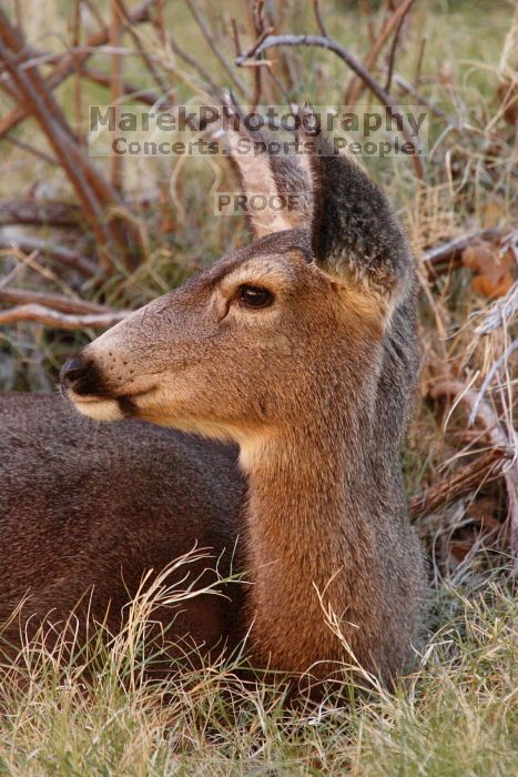 Mule deer, seen while backpacking the Grand Canyon with Beth, New Years 2009.
Filename: SRM_20090102_09570167.JPG
Aperture: f/8.0
Shutter Speed: 1/125
Body: Canon EOS-1D Mark II
Lens: Canon EF 100-400mm f/4.5-5.6 L IS USM w/ 1.4x II TC