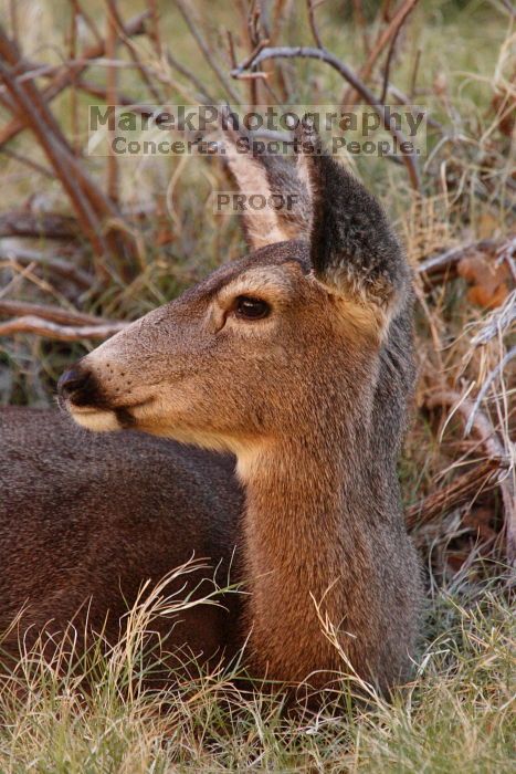 Mule deer, seen while backpacking the Grand Canyon with Beth, New Years 2009.

Filename: SRM_20090102_09570268.JPG
Aperture: f/8.0
Shutter Speed: 1/160
Body: Canon EOS-1D Mark II
Lens: Canon EF 100-400mm f/4.5-5.6 L IS USM w/ 1.4x II TC