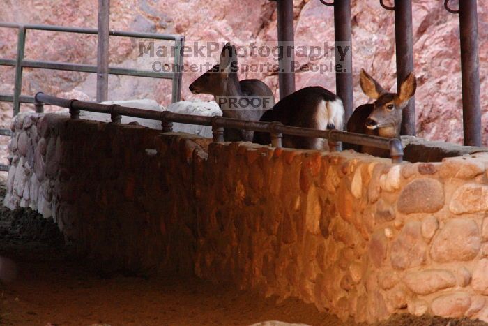 Mule deer, seen while backpacking the Grand Canyon with Beth, New Years 2009.
Filename: SRM_20090102_09581469.JPG
Aperture: f/8.0
Shutter Speed: 1/100
Body: Canon EOS-1D Mark II
Lens: Canon EF 100-400mm f/4.5-5.6 L IS USM w/ 1.4x II TC