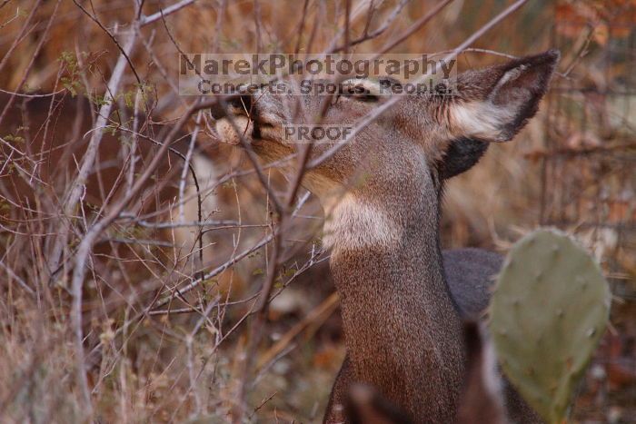 Mule deer, seen while backpacking the Grand Canyon with Beth, New Years 2009.
Filename: SRM_20090102_11254547.JPG
Aperture: f/8.0
Shutter Speed: 1/400
Body: Canon EOS-1D Mark II
Lens: Canon EF 100-400mm f/4.5-5.6 L IS USM w/ 1.4x II TC