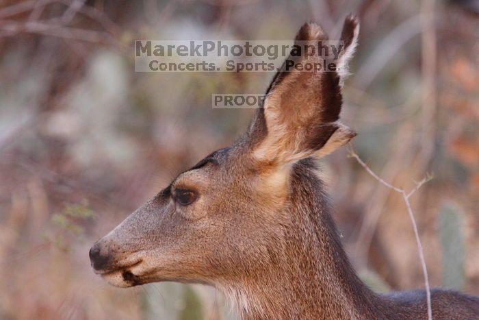 Mule deer, seen while backpacking the Grand Canyon with Beth, New Years 2009.
Filename: SRM_20090102_11273854.JPG
Aperture: f/8.0
Shutter Speed: 1/320
Body: Canon EOS-1D Mark II
Lens: Canon EF 100-400mm f/4.5-5.6 L IS USM w/ 1.4x II TC