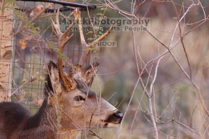 Buck mule deer, seen while backpacking the Grand Canyon with Beth, New Years 2009.
Filename: SRM_20090102_11292656.JPG
Aperture: f/8.0
Shutter Speed: 1/320
Body: Canon EOS-1D Mark II
Lens: Canon EF 100-400mm f/4.5-5.6 L IS USM w/ 1.4x II TC