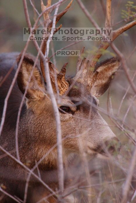 Buck mule deer, seen while backpacking the Grand Canyon with Beth, New Years 2009.
Filename: SRM_20090102_11331157.JPG
Aperture: f/8.0
Shutter Speed: 1/320
Body: Canon EOS-1D Mark II
Lens: Canon EF 100-400mm f/4.5-5.6 L IS USM w/ 1.4x II TC