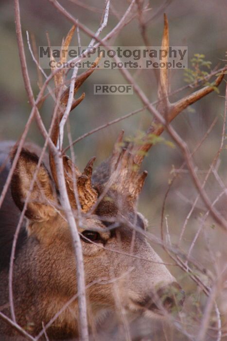 Buck mule deer, seen while backpacking the Grand Canyon with Beth, New Years 2009.
Filename: SRM_20090102_11331560.JPG
Aperture: f/8.0
Shutter Speed: 1/320
Body: Canon EOS-1D Mark II
Lens: Canon EF 100-400mm f/4.5-5.6 L IS USM w/ 1.4x II TC