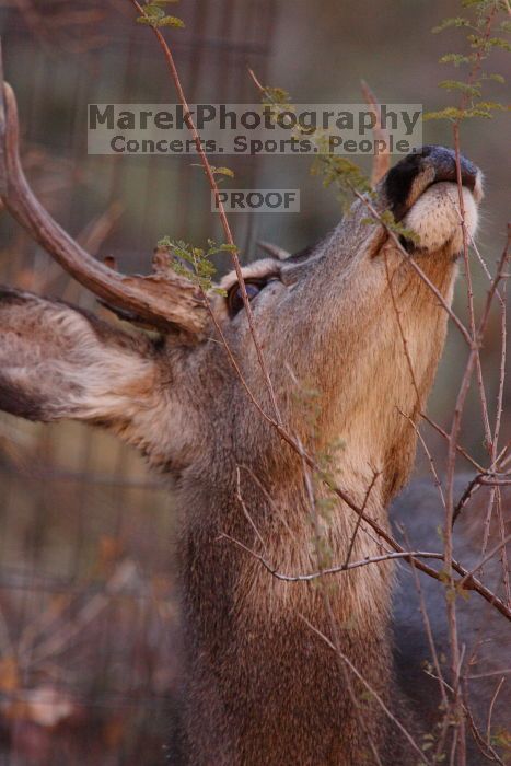 Buck mule deer, seen while backpacking the Grand Canyon with Beth, New Years 2009.
Filename: SRM_20090102_11342762.JPG
Aperture: f/8.0
Shutter Speed: 1/400
Body: Canon EOS-1D Mark II
Lens: Canon EF 100-400mm f/4.5-5.6 L IS USM w/ 1.4x II TC
