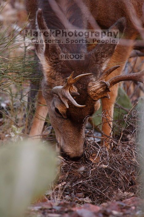 Buck mule deer, seen while backpacking the Grand Canyon with Beth, New Years 2009.

Filename: SRM_20090102_11385670.JPG
Aperture: f/8.0
Shutter Speed: 1/320
Body: Canon EOS-1D Mark II
Lens: Canon EF 100-400mm f/4.5-5.6 L IS USM