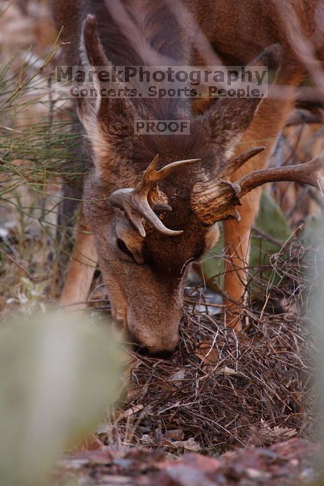 Buck mule deer, seen while backpacking the Grand Canyon with Beth, New Years 2009.

Filename: SRM_20090102_11385671.JPG
Aperture: f/8.0
Shutter Speed: 1/320
Body: Canon EOS-1D Mark II
Lens: Canon EF 100-400mm f/4.5-5.6 L IS USM