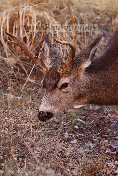 Buck mule deer, seen while backpacking the Grand Canyon with Beth, New Years 2009.

Filename: SRM_20090102_11403979.JPG
Aperture: f/8.0
Shutter Speed: 1/320
Body: Canon EOS-1D Mark II
Lens: Canon EF 100-400mm f/4.5-5.6 L IS USM