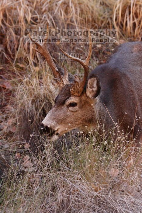 Buck mule deer, seen while backpacking the Grand Canyon with Beth, New Years 2009.
Filename: SRM_20090102_11410581.JPG
Aperture: f/8.0
Shutter Speed: 1/320
Body: Canon EOS-1D Mark II
Lens: Canon EF 100-400mm f/4.5-5.6 L IS USM