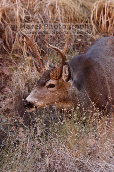 Buck mule deer, seen while backpacking the Grand Canyon with Beth, New Years 2009.

Filename: SRM_20090102_11410682.JPG
Aperture: f/8.0
Shutter Speed: 1/320
Body: Canon EOS-1D Mark II
Lens: Canon EF 100-400mm f/4.5-5.6 L IS USM