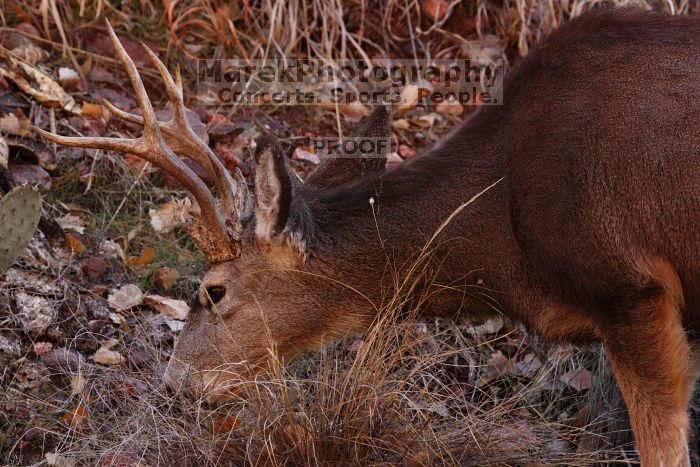Buck mule deer, seen while backpacking the Grand Canyon with Beth, New Years 2009.

Filename: SRM_20090102_11413985.JPG
Aperture: f/8.0
Shutter Speed: 1/320
Body: Canon EOS-1D Mark II
Lens: Canon EF 100-400mm f/4.5-5.6 L IS USM