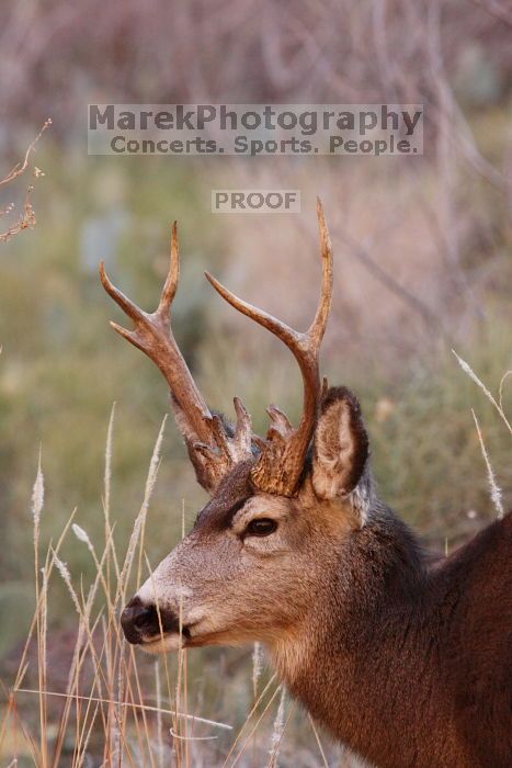 Buck mule deer, seen while backpacking the Grand Canyon with Beth, New Years 2009.

Filename: SRM_20090102_11420090.JPG
Aperture: f/8.0
Shutter Speed: 1/320
Body: Canon EOS-1D Mark II
Lens: Canon EF 100-400mm f/4.5-5.6 L IS USM