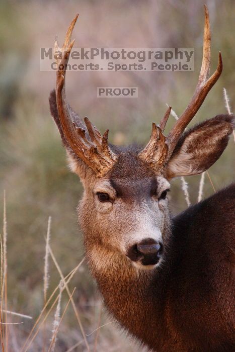 Buck mule deer, seen while backpacking the Grand Canyon with Beth, New Years 2009.
Filename: SRM_20090102_11420597.JPG
Aperture: f/8.0
Shutter Speed: 1/320
Body: Canon EOS-1D Mark II
Lens: Canon EF 100-400mm f/4.5-5.6 L IS USM