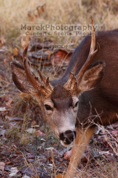 Buck mule deer, seen while backpacking the Grand Canyon with Beth, New Years 2009.
Filename: SRM_20090102_12400674.JPG
Aperture: f/8.0
Shutter Speed: 1/320
Body: Canon EOS-1D Mark II
Lens: Canon EF 100-400mm f/4.5-5.6 L IS USM