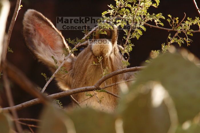 Mule deer, seen while backpacking the Grand Canyon with Beth, New Years 2009.
Filename: SRM_20090102_15384346.JPG
Aperture: f/8.0
Shutter Speed: 1/200
Body: Canon EOS-1D Mark II
Lens: Canon EF 100-400mm f/4.5-5.6 L IS USM w/ 1.4x II TC