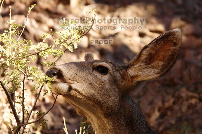 Mule deer, seen while backpacking the Grand Canyon with Beth, New Years 2009.
Filename: SRM_20090102_15392053.JPG
Aperture: f/7.1
Shutter Speed: 1/250
Body: Canon EOS-1D Mark II
Lens: Canon EF 100-400mm f/4.5-5.6 L IS USM w/ 1.4x II TC