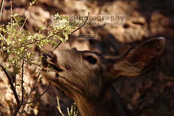 Mule deer, seen while backpacking the Grand Canyon with Beth, New Years 2009.
Filename: SRM_20090102_15392258.JPG
Aperture: f/7.1
Shutter Speed: 1/640
Body: Canon EOS-1D Mark II
Lens: Canon EF 100-400mm f/4.5-5.6 L IS USM w/ 1.4x II TC