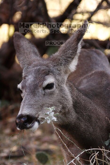 Mule deer, seen while backpacking the Grand Canyon with Beth, New Years 2009.

Filename: SRM_20090102_15411560.JPG
Aperture: f/7.1
Shutter Speed: 1/125
Body: Canon EOS-1D Mark II
Lens: Canon EF 100-400mm f/4.5-5.6 L IS USM w/ 1.4x II TC
