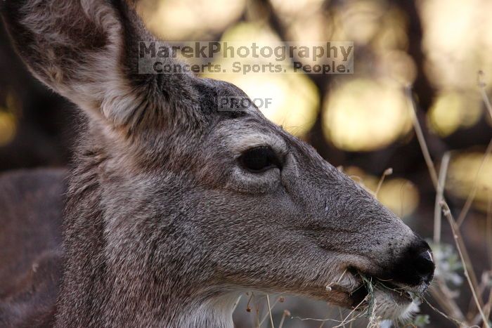 Mule deer, seen while backpacking the Grand Canyon with Beth, New Years 2009.

Filename: SRM_20090102_15415265.JPG
Aperture: f/5.0
Shutter Speed: 1/250
Body: Canon EOS-1D Mark II
Lens: Canon EF 100-400mm f/4.5-5.6 L IS USM