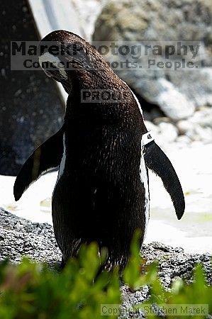 Penguins at the San Francisco Zoo.

Filename: srm_20050529_164240_4_std.jpg
Aperture: f/5.6
Shutter Speed: 1/125
Body: Canon EOS 20D
Lens: Canon EF 80-200mm f/2.8 L