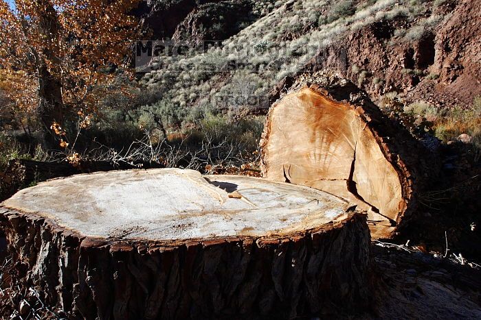 Hiking around the Bright Angel campground and Phantom Ranch, in the Grand Canyon, on Friday, January 2, 2009.

Filename: SRM_20090102_10013971.JPG
Aperture: f/11.0
Shutter Speed: 1/50
Body: Canon EOS-1D Mark II
Lens: Canon EF 16-35mm f/2.8 L
