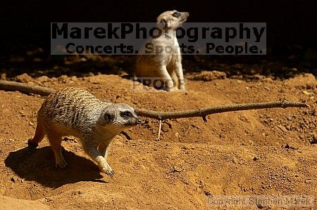 Meerkcats at the San Francisco Zoo.

Filename: srm_20050529_184758_3_std.jpg
Aperture: f/7.1
Shutter Speed: 1/800
Body: Canon EOS 20D
Lens: Canon EF 80-200mm f/2.8 L
