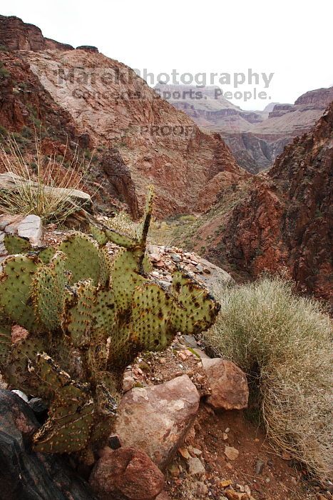 Hiking up the Bright Angel trail from Bright Angel campground to Indian Garden campground, while backpacking the Grand Canyon with Beth, Saturday, January 3, 2009.
Filename: SRM_20090103_11573256.JPG
Aperture: f/11.0
Shutter Speed: 1/25
Body: Canon EOS-1D Mark II
Lens: Canon EF 16-35mm f/2.8 L