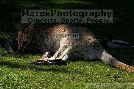 Kangaroo jumping at the San Francisco Zoo.

Filename: srm_20050529_182452_0_std.jpg
Aperture: f/7.1
Shutter Speed: 1/3200
Body: Canon EOS 20D
Lens: Canon EF 80-200mm f/2.8 L